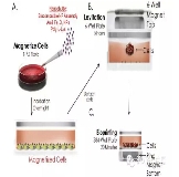 還在做劃痕實驗？——來看看3D培養(yǎng)水平的wound healing實驗吧！